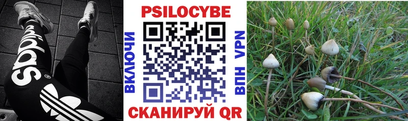 Псилоцибиновые грибы Cubensis  blacksprut tor  Цоци-Юрт 